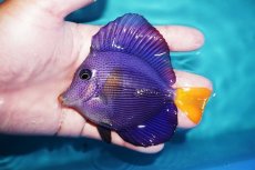 画像1: 【海水魚・ハギ】【通販】人工飼料OK♪パープルタン（MLサイズ)(個体販売）（±10.5cm）No.3（生体）(海水魚) (1)
