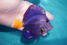 画像2: 【海水魚・ハギ】【通販】人工飼料OK♪パープルタン（MLサイズ)(個体販売）（±10.5cm）No.3（生体）(海水魚) (2)