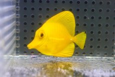 画像1: 【海水魚・ハギ】【通販】【沖縄産】Wildキイロハギ（Sサイズ）(個体販売）（±5cm）No.1（生体）(海水魚) (1)