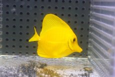 画像2: 【海水魚・ハギ】【通販】【沖縄産】Wildキイロハギ（Sサイズ）(個体販売）（±5cm）No.1（生体）(海水魚) (2)