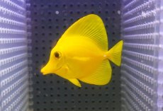 画像1: 【海水魚・ハギ】【通販】【沖縄産】Wildキイロハギ（SMサイズ）(個体販売）（±6cm）No.2（生体）(海水魚) (1)