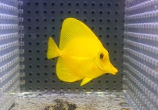 画像2: 【海水魚・ハギ】【通販】【沖縄産】Wildキイロハギ（SMサイズ）(個体販売）（±6cm）No.2（生体）(海水魚) (2)