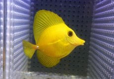 画像1: 【海水魚・ハギ】【通販】【沖縄産】上物！ゴマハギ（イエロー）SMサイズ(個体販売）（±6cm）（生体）(海水魚) (1)