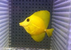 画像2: 【海水魚・ハギ】【通販】【沖縄産】上物！ゴマハギ（イエロー）SMサイズ(個体販売）（±6cm）（生体）(海水魚) (2)