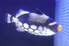 画像1: 【海水魚・ハギ】【通販】【沖縄産】モンガラカワハギ（Lサイズ）(個体販売）（±18-19cm）No.1（生体）(海水魚) (1)