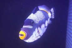 画像2: 【海水魚・ハギ】【通販】【沖縄産】モンガラカワハギ（Lサイズ）(個体販売）（±18-19cm）No.1（生体）(海水魚) (2)