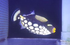 画像1: 【海水魚・ハギ】【通販】【沖縄産】モンガラカワハギ（MLサイズ）(個体販売）（±15-16cm）No.2（生体）(海水魚) (1)