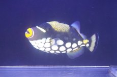画像2: 【海水魚・ハギ】【通販】【沖縄産】モンガラカワハギ（MLサイズ）(個体販売）（±15-16cm）No.2（生体）(海水魚) (2)