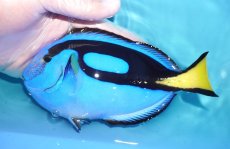 画像1: 【海水魚・ハギ】【通販】人工飼料OK♪ナンヨウハギ（XLサイズ）(個体販売）（±17cm）（生体）(海水魚) (1)