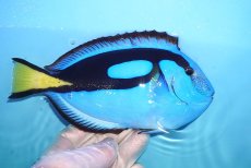 画像2: 【海水魚・ハギ】【通販】人工飼料OK♪ナンヨウハギ（XLサイズ）(個体販売）（±17cm）（生体）(海水魚) (2)