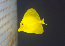 画像1: 【海水魚・ハギ】【通販】【沖縄産ハンドコート物】人工飼料OK♪キイロハギ(個体販売）（±5cm）No.1（生体）(海水魚) (1)