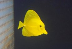 画像2: 【海水魚・ハギ】【通販】【沖縄産ハンドコート物】人工飼料OK♪キイロハギ(個体販売）（±5cm）No.1（生体）(海水魚) (2)