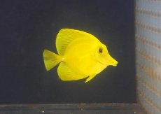 画像1: 【海水魚・ハギ】【通販】【沖縄産ハンドコート物】人工飼料OK♪キイロハギ(個体販売）（±6cm）No.2（生体）(海水魚) (1)