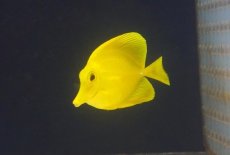 画像2: 【海水魚・ハギ】【通販】【沖縄産ハンドコート物】人工飼料OK♪キイロハギ(個体販売）（±6cm）No.2（生体）(海水魚) (2)