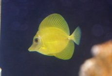 画像1: 【海水魚・ハギ】【通販】【沖縄産ハンドコート物】人工飼料OK♪ゴマハギイエロー(個体販売）（±6.5cm）（生体）(海水魚) (1)