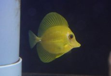 画像2: 【海水魚・ハギ】【通販】【沖縄産ハンドコート物】人工飼料OK♪ゴマハギイエロー(個体販売）（±6.5cm）（生体）(海水魚) (2)