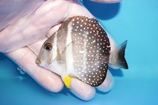 画像1: 【海水魚・ハギ】【通販】人工飼料OK♪【モルディブ産】ゴマ二ザ（Mサイズ）(個体販売）（±8cm）（生体）(海水魚) (1)