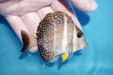 画像2: 【海水魚・ハギ】【通販】人工飼料OK♪【モルディブ産】ゴマ二ザ（Mサイズ）(個体販売）（±8cm）（生体）(海水魚) (2)