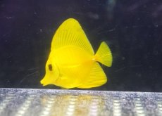 画像1: 【10％OFFクーポン対象個体】 【海水魚・ハギ】【通販】【沖縄産ハンドコート物】キイロハギ（SMサイズ）(個体販売）（±5-5.5cm）（生体）(海水魚) (1)