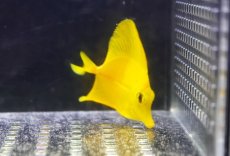 画像2: 【10％OFFクーポン対象個体】 【海水魚・ハギ】【通販】【沖縄産ハンドコート物】キイロハギ（SMサイズ）(個体販売）（±5-5.5cm）（生体）(海水魚) (2)