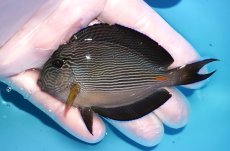 画像1: 【海水魚・ハギ】【通販】人工飼料OK♪ソハールサージョン（SMサイズ）(個体販売）（±6.5cm）No.1（生体）(海水魚) (1)