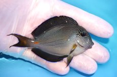 画像2: 【海水魚・ハギ】【通販】人工飼料OK♪ソハールサージョン（SMサイズ）(個体販売）（±6.5cm）No.1（生体）(海水魚) (2)