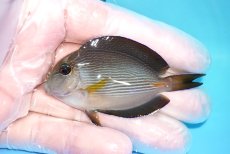 画像1: 【海水魚・ハギ】【通販】人工飼料OK♪ソハールサージョン（Sサイズ）(個体販売）（±13.5cm）No.2（生体）(海水魚) (1)