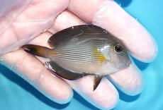 画像2: 【海水魚・ハギ】【通販】人工飼料OK♪ソハールサージョン（Sサイズ）(個体販売）（±13.5cm）No.2（生体）(海水魚) (2)