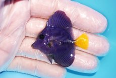 画像1: 【海水魚・ハギ】【通販】人工飼料OK♪パープルタン（XSサイズ）(個体販売）（±4.5cm）No.1（生体）(海水魚) (1)
