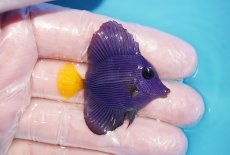 画像2: 【海水魚・ハギ】【通販】人工飼料OK♪パープルタン（XSサイズ）(個体販売）（±4.5cm）No.1（生体）(海水魚) (2)