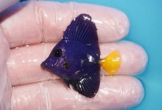 画像1: 【海水魚・ハギ】【通販】人工飼料OK♪パープルタン（XSサイズ）(個体販売）（±4cm）No.2（生体）(海水魚) (1)