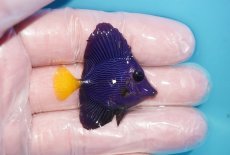 画像2: 【海水魚・ハギ】【通販】人工飼料OK♪パープルタン（XSサイズ）(個体販売）（±4cm）No.2（生体）(海水魚) (2)