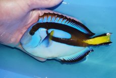 画像1: 【海水魚・ハギ】【通販】人工飼料OK♪ナンヨウハギ（Lサイズ）(個体販売）（±16cm）No.1（生体）(海水魚) (1)