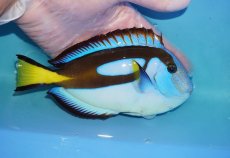 画像2: 【海水魚・ハギ】【通販】人工飼料OK♪ナンヨウハギ（Lサイズ）(個体販売）（±16cm）No.1（生体）(海水魚) (2)