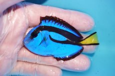 画像1: 【海水魚・ハギ】【通販】人工飼料OK♪ナンヨウハギ（Mサイズ）(個体販売）（±8cm）No.2（生体）(海水魚) (1)