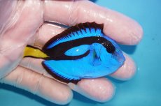 画像2: 【海水魚・ハギ】【通販】人工飼料OK♪ナンヨウハギ（Mサイズ）(個体販売）（±8cm）No.2（生体）(海水魚) (2)