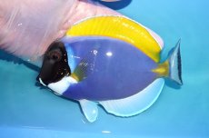 画像1: 【海水魚・ハギ】【通販】人工飼料OK♪パウダーブルータン（Lサイズ）(個体販売）（±15cm）No.1（生体）(海水魚) (1)