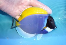 画像2: 【海水魚・ハギ】【通販】人工飼料OK♪パウダーブルータン（Lサイズ）(個体販売）（±15cm）No.1（生体）(海水魚) (2)