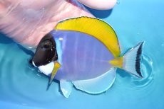 画像1: 【海水魚・ハギ】【通販】人工飼料OK♪パウダーブルータン（Lサイズ）(個体販売）（±13cm）No.2（生体）(海水魚) (1)