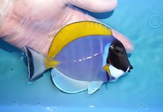 画像2: 【海水魚・ハギ】【通販】人工飼料OK♪パウダーブルータン（Lサイズ）(個体販売）（±13cm）No.2（生体）(海水魚) (2)