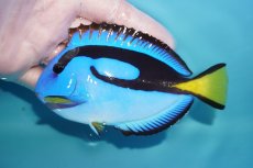 画像1: 【海水魚・ハギ】【通販】状態良好♪ナンヨウハギ（MLサイズ）(個体販売）（±12cm）No.1（生体）(海水魚) (1)