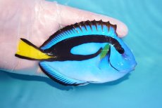 画像2: 【海水魚・ハギ】【通販】状態良好♪ナンヨウハギ（MLサイズ）(個体販売）（±12cm）No.1（生体）(海水魚) (2)