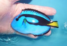 画像1: 【海水魚・ハギ】【通販】状態良好♪ナンヨウハギ（MLサイズ）(個体販売）（±11cm）No.2（生体）(海水魚) (1)