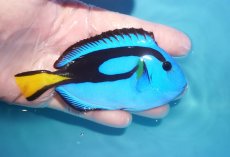 画像2: 【海水魚・ハギ】【通販】状態良好♪ナンヨウハギ（MLサイズ）(個体販売）（±11cm）No.2（生体）(海水魚) (2)