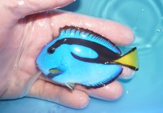 画像1: 【海水魚・ハギ】【通販】状態良好♪ナンヨウハギ（Mサイズ）(個体販売）（±8cm）No.3（生体）(海水魚) (1)