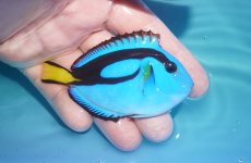 画像2: 【海水魚・ハギ】【通販】状態良好♪ナンヨウハギ（Mサイズ）(個体販売）（±8cm）No.3（生体）(海水魚) (2)