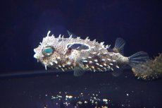 画像2: 【海水魚・フグ】【通販】状態良好♪ブライドルドバーフィッシュ（MLサイズ）(個体販売）（±13cm）（生体）(海水魚) (2)