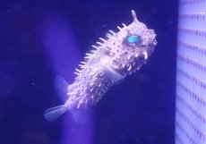 画像1: 【海水魚・フグ】【通販】状態良好♪ブライドルドバーフィッシュ（SMサイズ）(個体販売）（±7.5cm）（生体）(海水魚) (1)