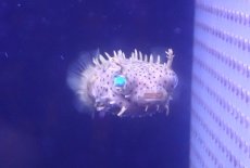 画像2: 【海水魚・フグ】【通販】状態良好♪ブライドルドバーフィッシュ（SMサイズ）(個体販売）（±7.5cm）（生体）(海水魚) (2)