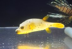 画像1: 【アーリーサマーセール10%OFFクーポン番号（10）対象商品 海水魚】【海水魚・フグ】【通販】状態良好♪コクテンフグ（ハーフイエロー）MLサイズ(個体販売）（±15cm）No.1（生体）(海水魚) (1)
